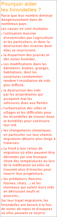 Pourquoi aider
les hirondelles ?
Parce que leur nombre diminue dangereusement dans de nombreux pays.
Les causes en sont multiples :
l’utilisation massive d'insecticides par l'agriculture et les particuliers, et donc la destruction des insectes dont elles se nourrissent.
la disparition des prairies et des zones humides,
Les modifications dans les bâtiments, étables, granges, habitations, dont les ouvertures condamnées rendent l'installation de nids plus difficile,
la destruction des nids par les propriétaires qui acceptent mal les salissures dues aux fientes.
l’urbanisation des villes et  villages et les difficultés pour les hirondelles de trouver boue et brindilles pour construire leur nid.
les changements climatiques, en particulier sur leur chemin migratoire (déserts plus longs à traverser).
Le froid à leur retour de migration où elles peuvent être décimées par une brusque chute des températures ou lors de la nidification où elles ne trouvent plus d'insectes pour nourrir leur progéniture,
les prédateurs (faucons, fouines, chats, ...) et les moineaux qui volent leurs nids en détruisant oeufs et poussins...
Sur leur trajet migratoire, les hirondelles ont besoin à la fois de zones de repos et d'espaces où elles peuvent se nourrir.